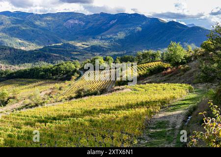 Weinberge in frankreich, Drôme, Diois, Clairette de die. Herbstfarben, sonniger Tag mit Wolken. Paysage Viticole. Vignoble de France. Stockfoto