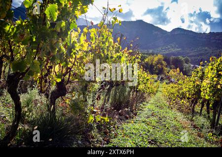 Weinberge in frankreich, Drôme, Diois, Clairette de die. Herbstfarben, sonniger Tag mit Wolken. Paysage Viticole. Vignoble de France. Stockfoto