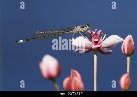 Eine Blauschwanzfliege (Ischnura elegans) sitzt auf einer rosa Blume, blühender Rausch (Butomus umbellatus), vor einem blauen Himmel, Hessen, Deutschland, Euro Stockfoto