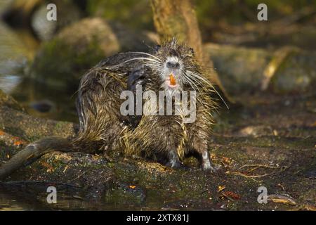 Nutria (Myocastor coypus) reinigt sich selbst. Stockfoto