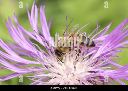 Europäische Honigbiene (APIs mellifera), die Nektar von einer Blume der Wiesenkraut oder Braunenkraut (Centaurea jacea) sammelt, Wilnsdorf, Nordrhein Stockfoto