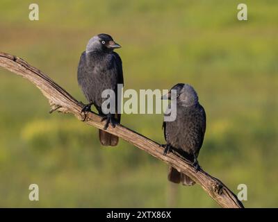 Jackdaw, Eurasian Jackdaw, (Corvus monedula), Choucas des Tours, Grajilla Comun, Grajilla, zwei Jackdaws auf einem Barsch, Texel, Tiszaalpar, Kiskunsagi N Stockfoto