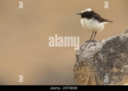 Arabian Wheatear (Oenanthe lugentoide, Naher Osten, Oman, männlich, Jabal Samhan, Salalah, Dhofar, Oman, Asien Stockfoto