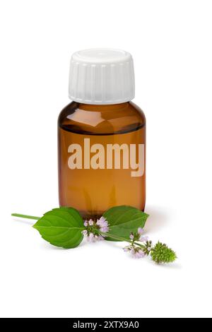 Flasche mit Wasser Pfefferminzöl und einem Zweig frischer blühender Mentha aquatica Nahaufnahme isoliert auf weißem Hintergrund Stockfoto