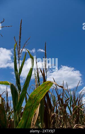 Maisquasten gegen einen blauen Himmel mit einer weißen Wolke Stockfoto