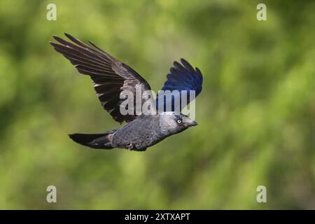 Westjakdaw (Corvus monedula), Choucas des Tours, Grajilla Comun, Grajilla, Luftaufnahme, Texel, Tiszaalpar, Kiskunsagi Nationalpark, Noo Stockfoto