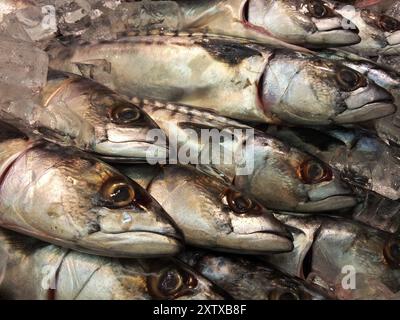 Frischer ganzer Makrelenfisch, Seite an Seite, in Eis Stockfoto