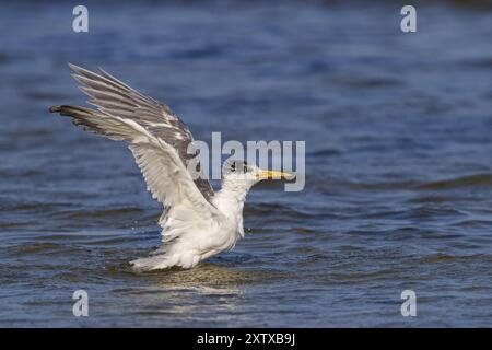 Gemeinsame Tern, Flugfoto, (Thalasseus bergii), Landung im Wasser, Ost-Khawr / Khawr Ad Dahariz, Salalah, Dhofar, Oman, Asien Stockfoto