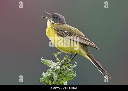 Aschenkopf Gelbschwanz, (Motacilla flava cinereocapilla), (Motacilla cinereocapilla), Apulien, Italien, Europa Stockfoto