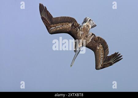 Brown Pelican (Pelecanus occidentalis), Brown Pelican, aus der Vogelperspektive, Honeymoon Island Causeway, Florida, USA, Nordamerika Stockfoto