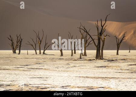 Kameldornakazie in Deadvlei, Sossusvlei Park, Namib, Namibia, Afrika Stockfoto