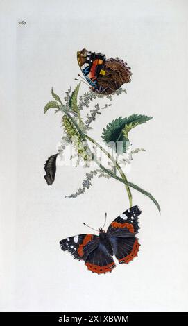 Roter Admiral oder Roter bewundernswerter Schmetterling, Edward Donovan, Geschichte der britischen Insekten. Platte 260. 1792-1813. Ultrahohe Auflösung. Gereinigt. Stockfoto