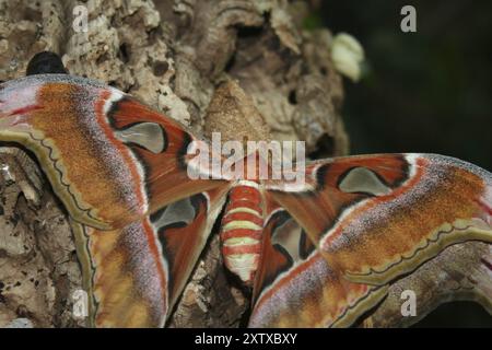 Atlasmotte, Attacus atlas, im letzten Larvenstadium, schlüpft Stockfoto