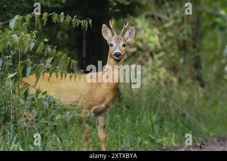 Ein europäisches Reh (Capreolus capreolus) steht auf einem Weg im Wald und sieht neugierig aus, Hessen, Deutschland, Europa Stockfoto