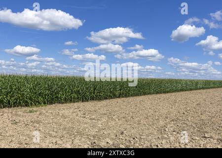 Symbolbild, erneuerbare Energien, Maispflanzen, Biogasanlage, Futtermais, Maiskolben, Wolken, unreif, Baden-Württemberg, Deutschland, Europa Stockfoto