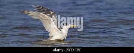 Gemeinsame Tern, Flugfoto, (Thalasseus bergii), Landung im Wasser, Ost-Khawr / Khawr Ad Dahariz, Salalah, Dhofar, Oman, Asien Stockfoto