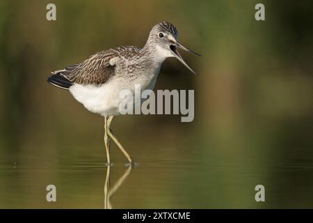 Grünschinken (Tringa nebularia) Chevalier aboyeur, Archibebe Claro, Offstein Abwasserteiche, Rheinland-Pfalz, Deutschland, Europa Stockfoto