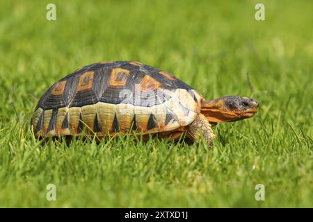 Afrika, Südafrika, Afrikanische Schnabelschildkröte (Chersina angulat), Angulschildkröte, Reptilien, Reptilien, Schildkröte, Harold Porter National Botanical Gard Stockfoto