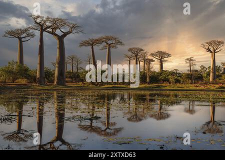 Wunderschöne Baobab-Bäume bei Sonnenuntergang auf der Allee der Baobabs Stockfoto