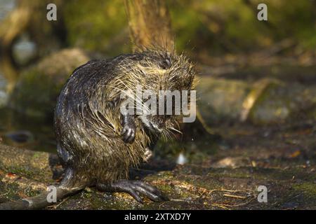 Nutria (Myocastor coypus) reinigt sich selbst. Stockfoto