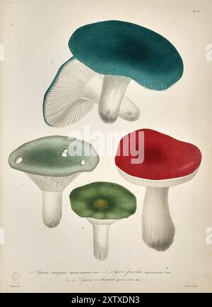 Vintage botanische Illustration von verschiedenen bunten Pilzen mit detaillierten Texturen und Schattierungen, die verschiedene Arten und Farbtöne zeigen. Stockfoto