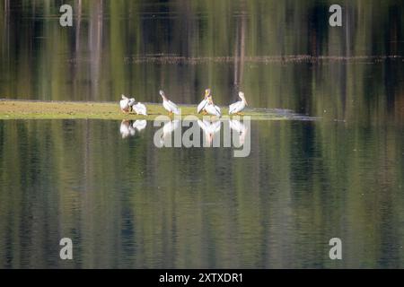 Eine Schar Pelicaner an einem See Stockfoto