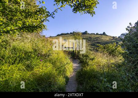 Ein Kreideweg, der bis zum Kingston Ridge in den South Downs führt, mit einem blauen Himmel über dem Kopf Stockfoto