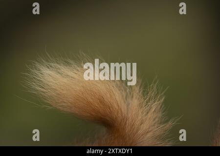 Rotes Eichhörnchen (Sciurus vulgaris) erwachsenes Tier aus der Nähe seines buschigen Pelzschwanzes, Yorkshire, England, Vereinigtes Königreich, Europa Stockfoto