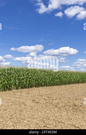 Symbolbild, erneuerbare Energien, Maispflanzen, Feld, Biogasanlage, Futtermais, unreif, Wolken, Baden-Württemberg, Deutschland, Europa Stockfoto