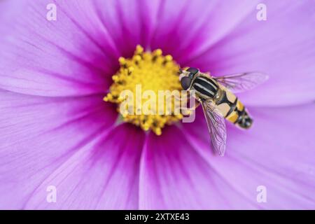 Große sumpffliege (Helophilus trivittatus) auf Cosmee (Cosmos), Emsland, Niedersachsen, Deutschland, Europa Stockfoto