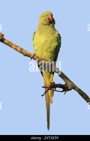 Rosenringsittich, Ringsittich, (Psittacula krameri), Luisenpark, Mannheim, Baden-Württemberg, Deutschland, Europa Stockfoto