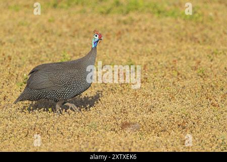 Helm-Guineafuhu (Numida meleagris), Perlhühnerfamilie, Addo Elephant National Park, Addo, Westkap, Südafrika, Afrika Stockfoto