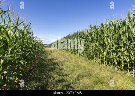 Symbolbild, erneuerbare Energien, Maispflanzen, Biogasanlage, Futtermais, Maiskolben, unreif, Pfad, Baden-Württemberg, Deutschland, Europa Stockfoto