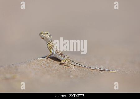 Arabische Kröte (Phrynocephalus arabicu), agame, Eidechse, Reptil, Reptilien, Sand, Wüste, Rub al-Chali, leeres Viertel in der Nähe von Ubar, Salalah, Dhofar Gov Stockfoto