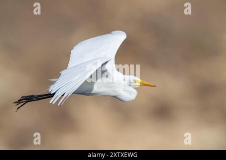 Rinderreiher (Bubulcus ibis), Flugfoto, Raysut, Salalah, Dhofar, Oman, Asien Stockfoto