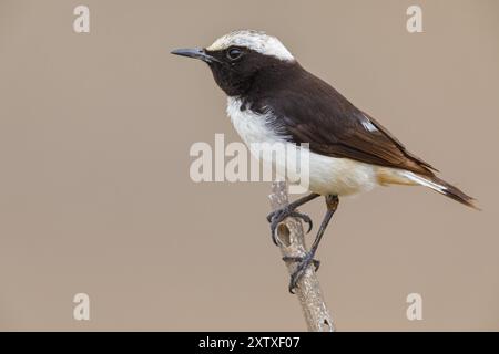 Arabische Weizen, Arabische Weizen, (Oenanthe lugentoide, Naher Osten, Oman, männlich, Jabal Samhan, Salalah, Dhofar, Oman, Asien Stockfoto