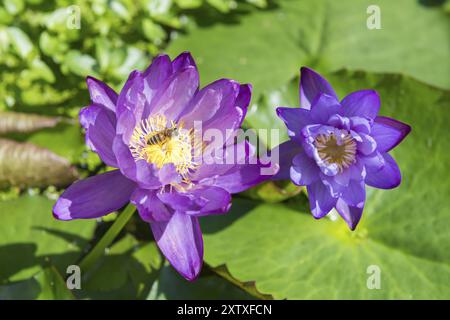 Blau-violette tropische Seerose, Riesenviolett, Honigbiene (APIs mellifera) Baden-Württemberg, Deutschland, Europa Stockfoto