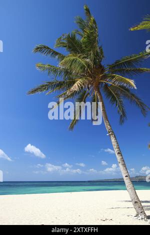 Palmenstrand auf der Insel Boracay, Philippinen, Boracay, Philippinen, Asien Stockfoto