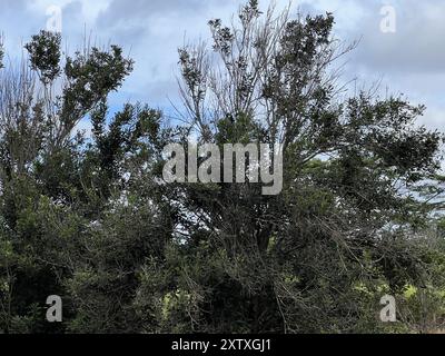 Usa. Juli 2024. Macadamia-Nussbäume sind unter und bedecktem Himmel sichtbar, Honolulu County, Hawaii, 25. Juli 2024. (Foto: Smith Collection/Gado/SIPA USA) Credit: SIPA USA/Alamy Live News Stockfoto