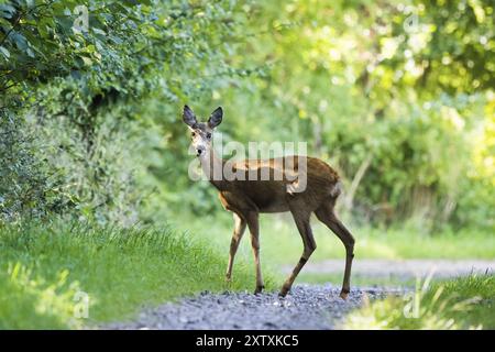 Ein europäischer Reh (Capreolus capreolus) auf einem Waldweg, umgeben von grünem Laub, Hessen, Deutschland, Europa Stockfoto