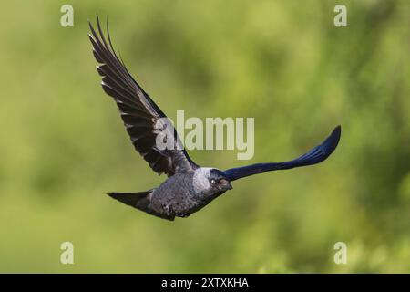 Westjakdaw (Corvus monedula), Choucas des Tours, Grajilla Comun, Grajilla, Luftaufnahme, Texel, Tiszaalpar, Kiskunsagi Nationalpark, Noo Stockfoto