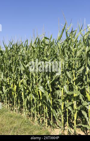 Symbolbild, erneuerbare Energien, Maispflanzen, Feld, Biogasanlage, Futtermais, unreif, Baden-Württemberg, Deutschland, Europa Stockfoto