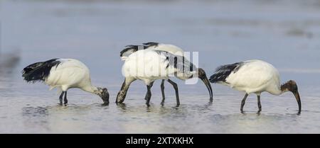 Afrikanischer heiliger Ibis (Threskiornis aethiopicus), Familie von Ibissen und Löffeln, drei Tiere, Raysut, Salalah, Dhofar, Oman, Asien Stockfoto