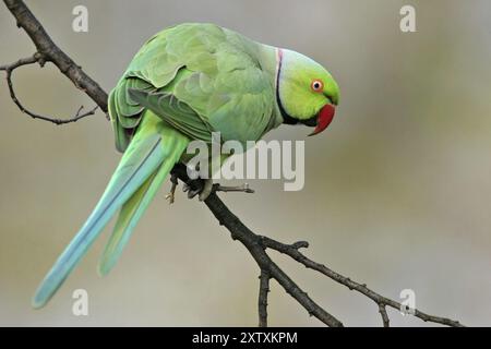 Rosenringsittich, Ringsittich, (Psittacula krameri), Luisenpark, Mannheim, Baden-Württemberg, Deutschland, Europa Stockfoto