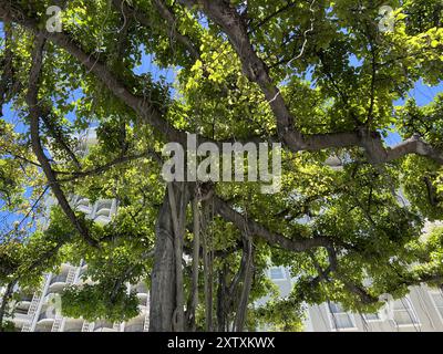 Usa. Juli 2024. Großer Banyanbaum mit üppigem Grün vor dem Moana Surfrider Hotel, Waikiki, Insel Oahu, Honolulu, Hawaii, Juli 2024. (Foto: Smith Collection/Gado/SIPA USA) Credit: SIPA USA/Alamy Live News Stockfoto