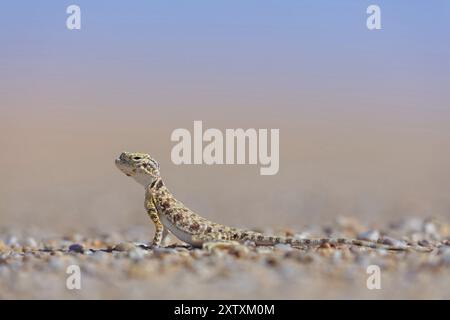 Arabische Kröte (Phrynocephalus arabicu), agame, Eidechse, Reptil, Reptilien, Sand, Wüste, Rub al-Chali, leeres Viertel in der Nähe von Ubar, Salalah, Dhofar Gov Stockfoto