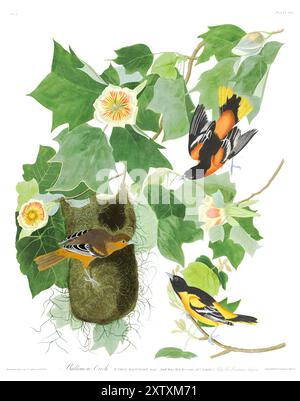 Baltimore Oriole, Birds of America, John Audubon. Platte 12. Wiederhergestellt. Hohe Auflösung Stockfoto