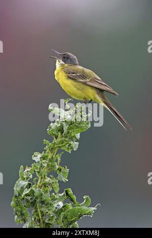 Aschenkopf Gelbschwanz, (Motacilla flava cinereocapilla), (Motacilla cinereocapilla), Apulien, Italien, Europa Stockfoto