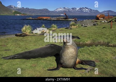 Antarktis, Südgeorgien, Grytviken, Seelöwen, Antarktis Stockfoto