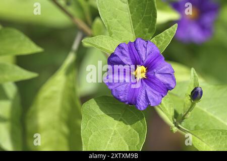 Blauer Kartoffelstrauch (Lycianthes rantonnetii), Enzianbaum, blühend, Wilnsdorf, Nordrhein-Westfalen, Deutschland, Europa Stockfoto